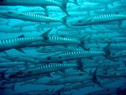 Barracuda shoal at Sipadan by Dawn Watson 